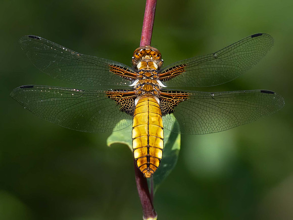 immature female