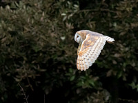 Titchfield alight with Barn Owl activity
