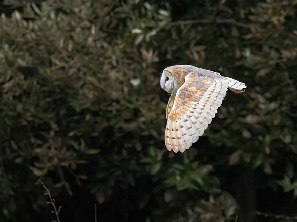 Titchfield alight with Barn Owl activity