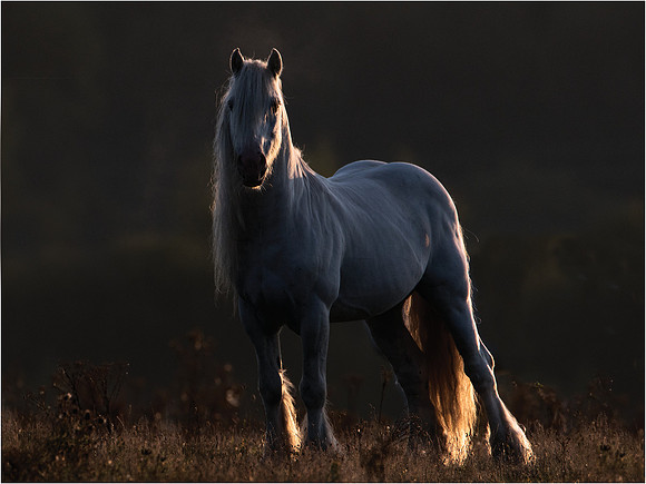 Morning Light, scored 9 & third, Oct 19