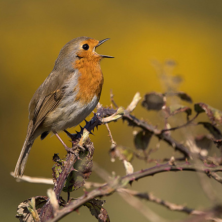 Robin