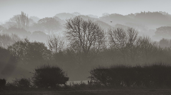 Posbrook Fields