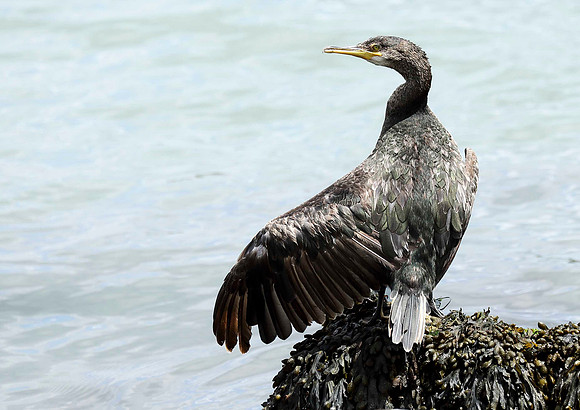Cormorant jvn