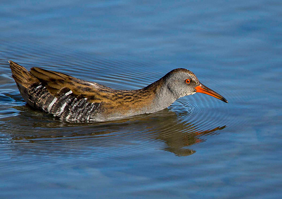 Water Rail
