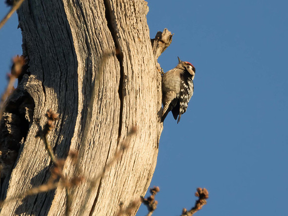 Lesser Spotted Woodpecker