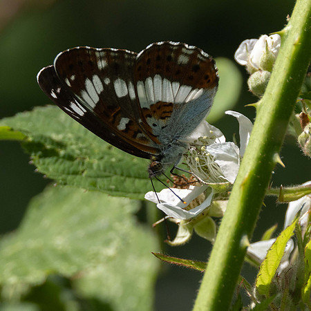 White Admiral