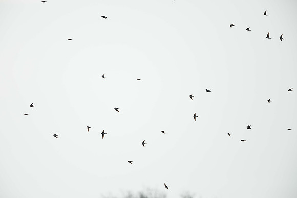 Canal Path migration