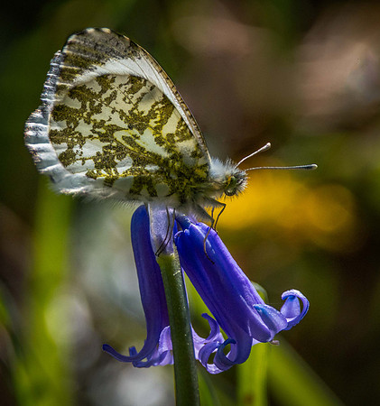 female