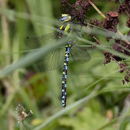 Southern Hawker
