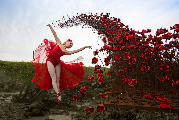 Cat and the Poppies