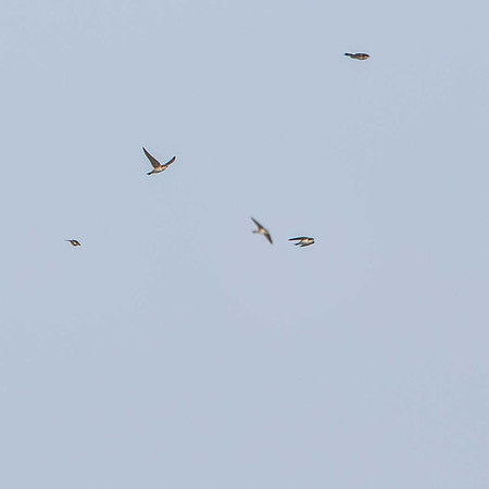 Sand Martins