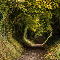 Halnaker Tree Tunnel