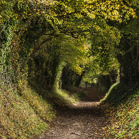 Halnaker Tree Tunnel