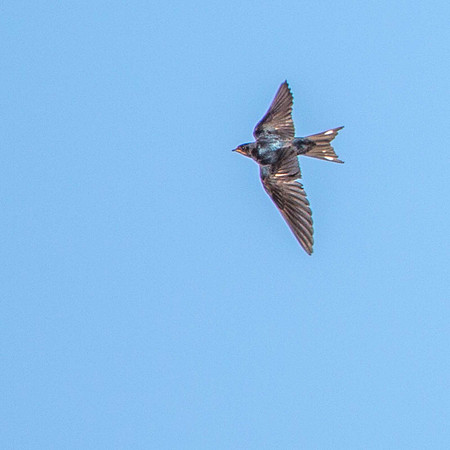 Swallow