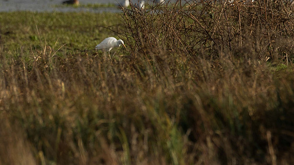 Posbrook Cattle Egret