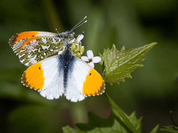 Orange Tip males