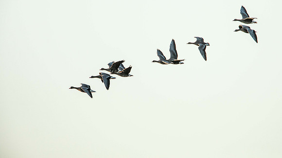 Eurasian White-Fronted Geese