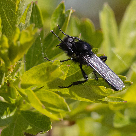 St Marks Fly