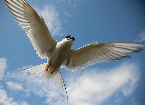 Bird Strike, scored 9, November 2015
