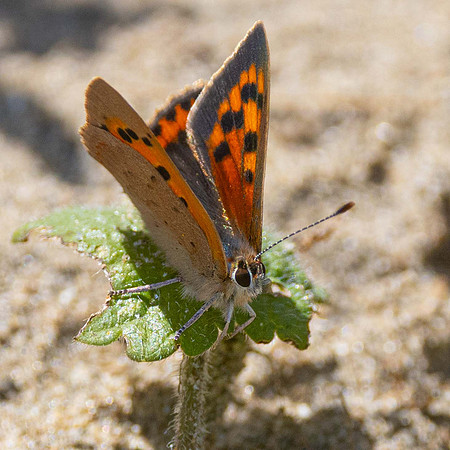 Small Copper