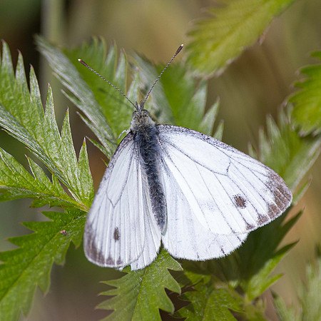 Summer Male