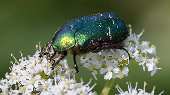 Rose Chafer Beetle
