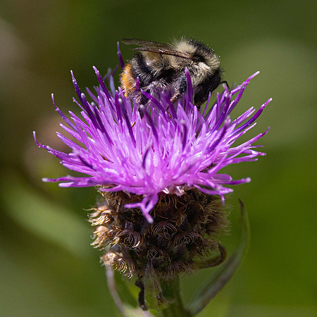Shrill Carder Bee