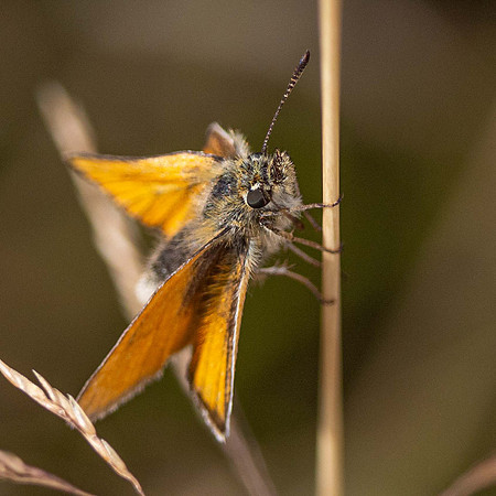 Essex Skipper