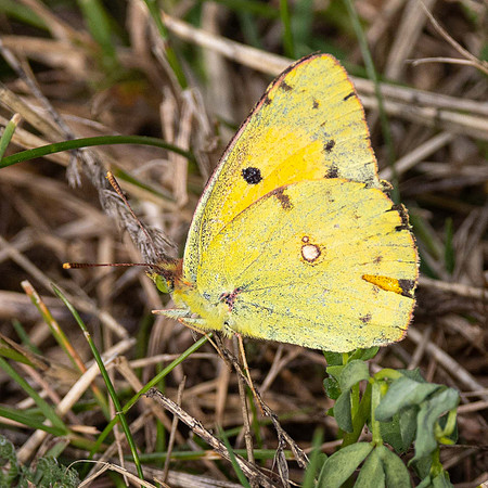 Clouded Yellow