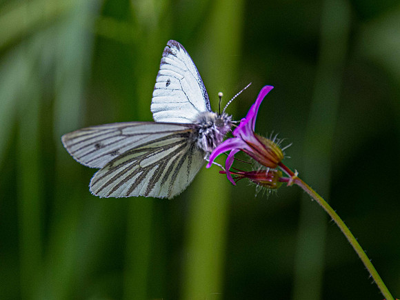 Green Veined White