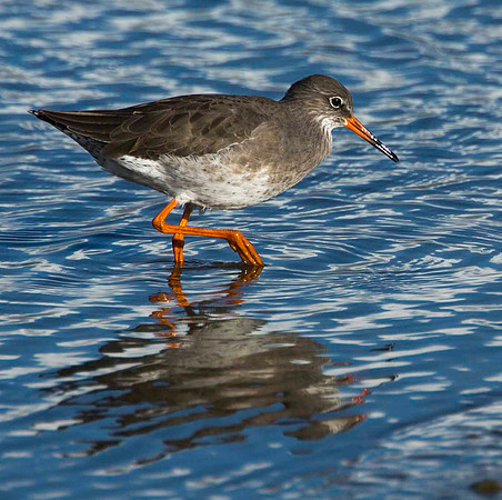 Redshank