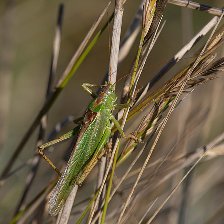 Great Green Bush Cricket