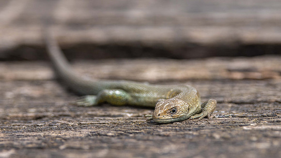 Common Lizard