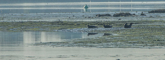 Langston Harbour Seals
