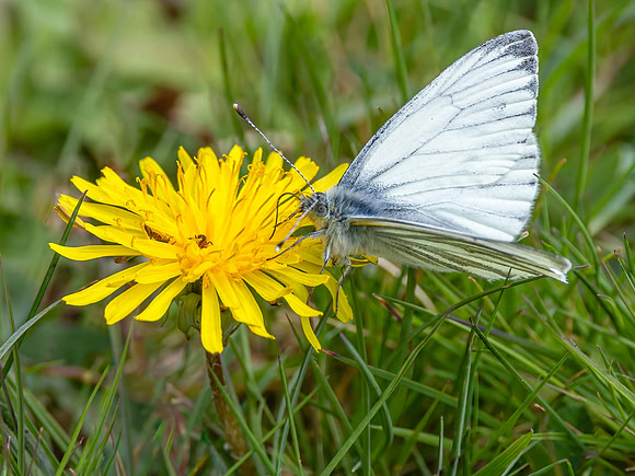 Spring Male