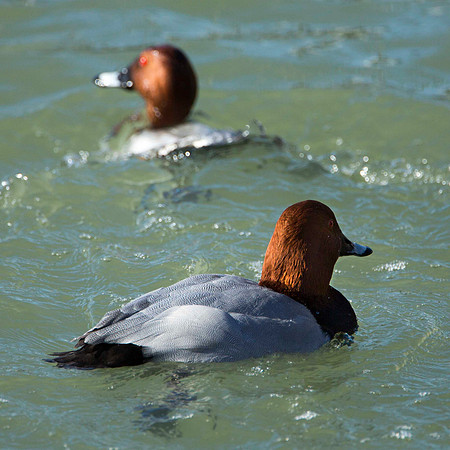 Pochard