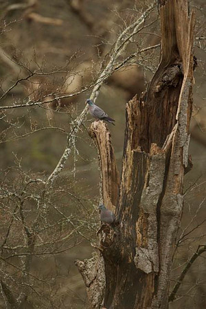 Stock Dove Pair