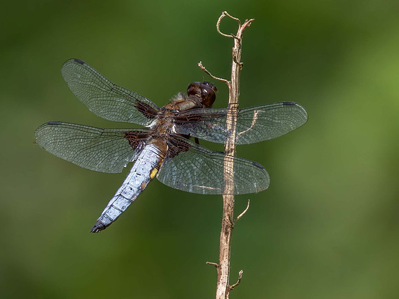 Broad Bodied Chaser