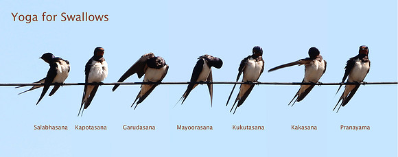 Yoga for Swallows