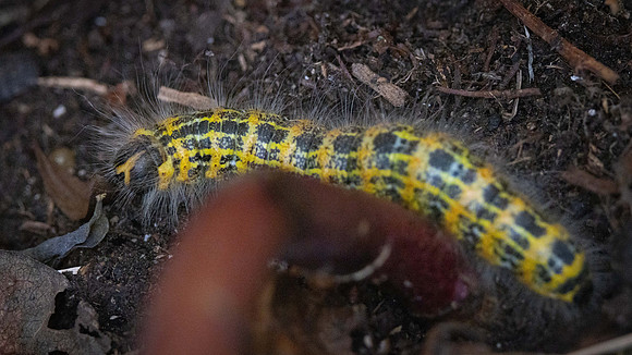 Buff-tip Moth caterpillar