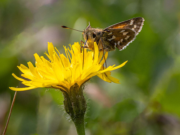 Silver Spotted Skipper