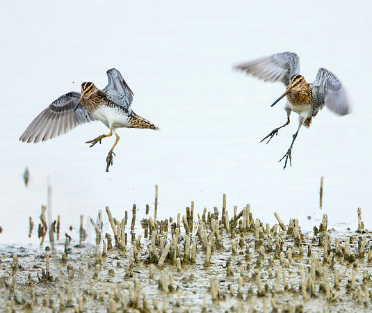 Snipe Sniping 2