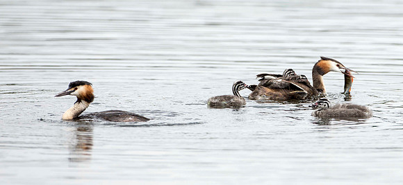 Great Crested Grebe family
