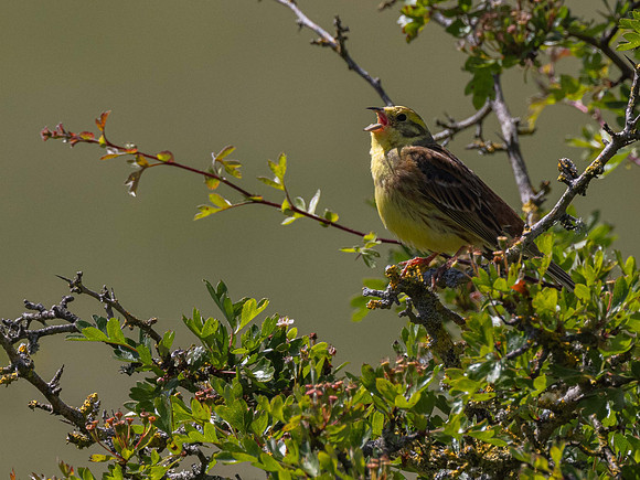 Yellowhammer