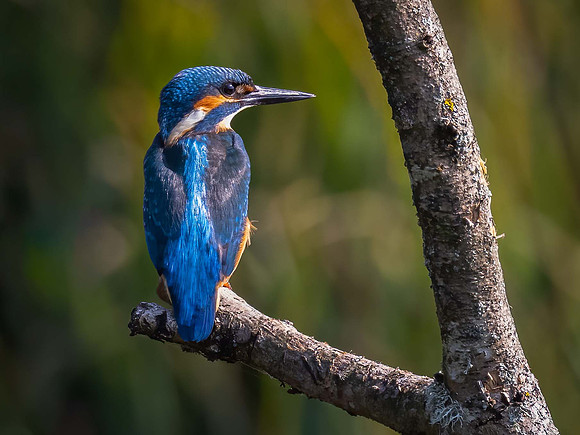Kingfisher - male