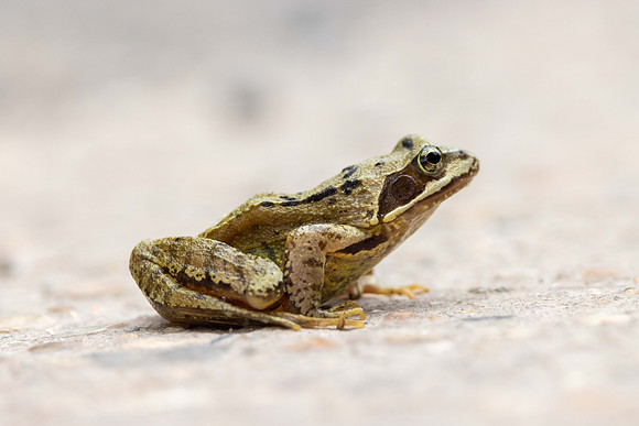 Common Frog