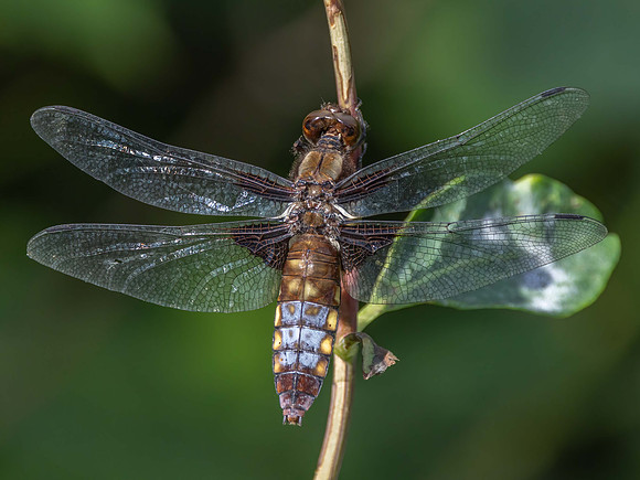 immature male