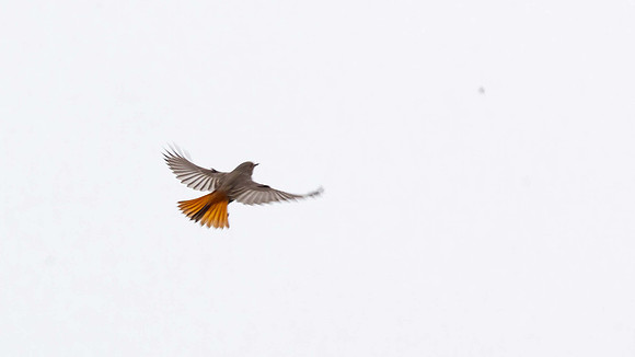 Black Redstart