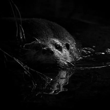 Otter