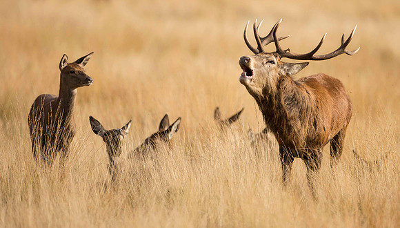 Stag with Harem 3